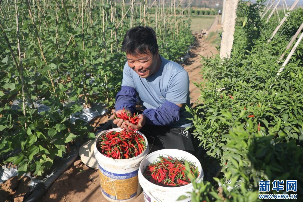 云南元谋：辣椒青枣喜丰收 乡村振兴产业旺