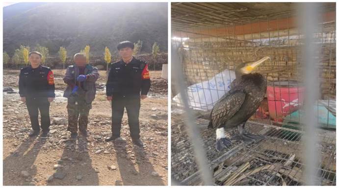 村中飞来“怪鸟”  民警上门救助