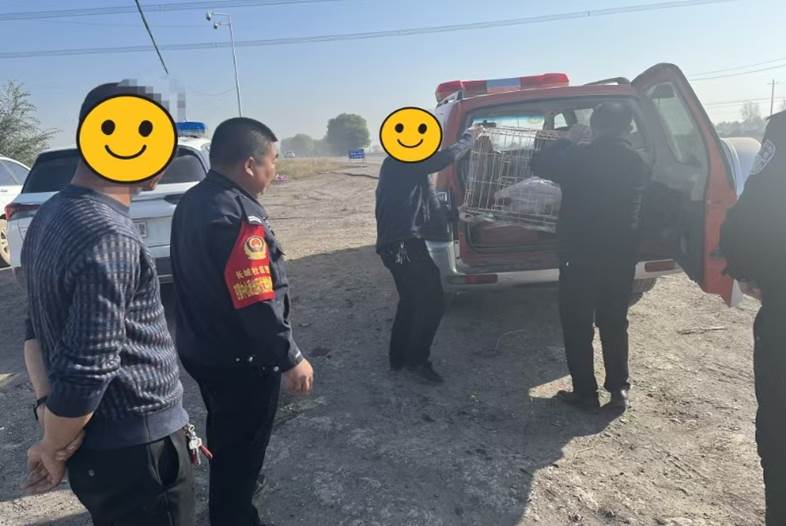 “落单”天鹅迫降  警民携手救助